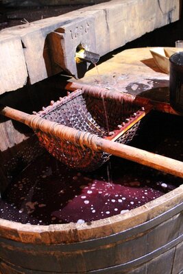 Mit Torkelbaum Wein wie vor 385 Jahren produzieren KW 42