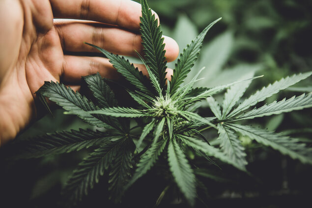 Cannabis bald in Buchser Apotheke abgegeben